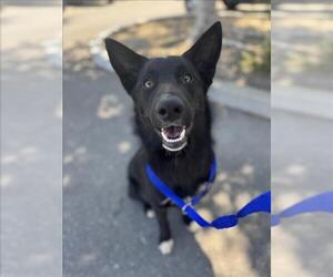 German Shepherd Dog Dogs for adoption in Woodland, CA, USA