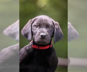Labrador Retriever Dogs for adoption in Belleville, IL, USA