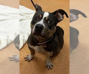 Mutt Dogs for adoption in Martinez, CA, USA