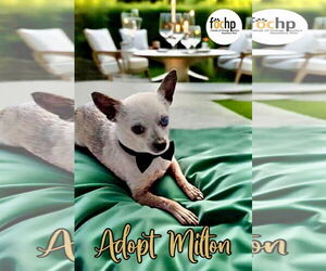 Chihuahua Dogs for adoption in Menifee, CA, USA