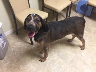 English Coonhound Dogs for adoption in Pierceton , IN, USA