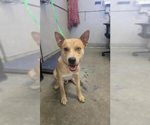 Gerberian Shepsky Dogs for adoption in Camarillo, CA, USA