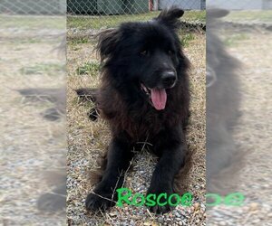 Chow Chow-Labrador Retriever Mix Dogs for adoption in Augusta, GA, USA