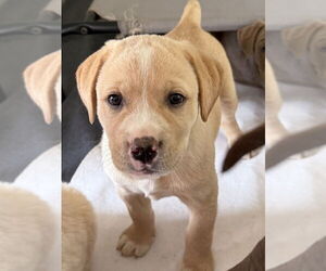 Labrador Retriever-Unknown Mix Dogs for adoption in Bolivar, MO, USA
