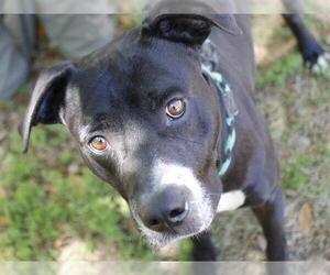 American Staffordshire Terrier-Labrador Retriever Mix Dogs for adoption in Tallahassee, FL, USA