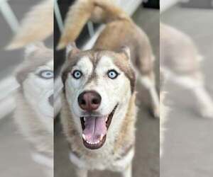 Siberian Husky-Unknown Mix Dogs for adoption in Jacksonville, NC, USA