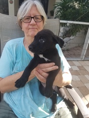 Borador Dogs for adoption in Seminole, FL, USA