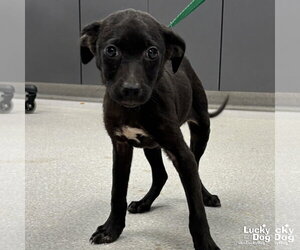 Mutt Dogs for adoption in Washington, DC, USA