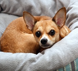 Chihuahua Dogs for adoption in Madison, IN, USA