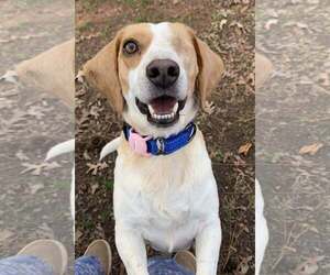 Medium Photo #2 Beagle Puppy For Sale in Greenville, SC, USA