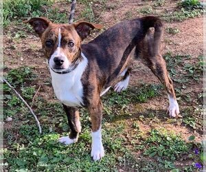 Rat Terrier-Unknown Mix Dogs for adoption in Staley, NC, USA