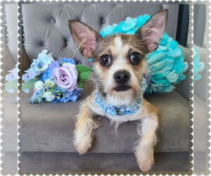 Chihuahua-Unknown Mix Dogs for adoption in Princeton, MN, USA