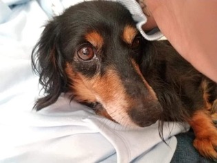 Dachshund Dogs for adoption in YARDLEY, PA, USA