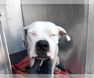 American Bulldog Dogs for adoption in Fort Lauderdale, FL, USA