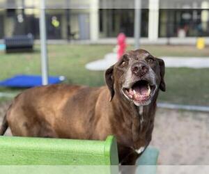 Labrador Retriever Dogs for adoption in Tavares, FL, USA