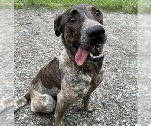 Mutt Dogs for adoption in Anchorage, AK, USA