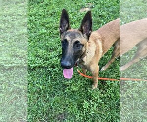 Mutt Dogs for adoption in Stevens Point, WI, USA