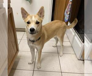 Huskies -Unknown Mix Dogs for adoption in San Antonio, TX, USA