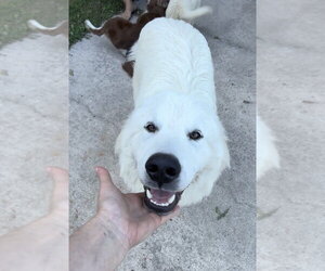 Great Pyrenees Dogs for adoption in Harrison, AR, USA