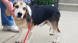Beagle Dogs for adoption in Dillsburg, PA, USA