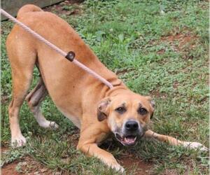 American Pit Bull Terrier-Black Mouth Cur Mix Dogs for adoption in Lovingston, VA, USA