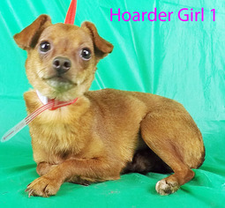 Chiweenie Dogs for adoption in Griffin, GA, USA