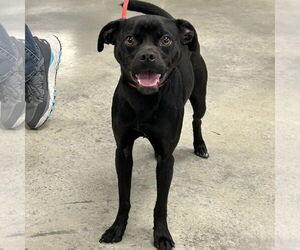 Boston Terrier-Italian Greyhound Mix Dogs for adoption in Batavia, OH, USA