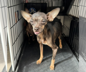 Chihuahua Dogs for adoption in Vail, AZ, USA