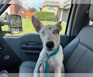 Siberian Husky-Unknown Mix Dogs for adoption in Grand Prairie, TX, USA