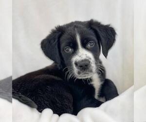 Labrador Retriever-Unknown Mix Dogs for adoption in San Diego, CA, USA