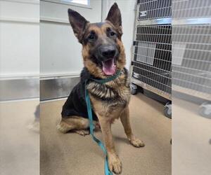German Shepherd Dog Dogs for adoption in Norco, CA, USA