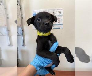 Labrador Retriever-Unknown Mix Dogs for adoption in San Antonio, TX, USA
