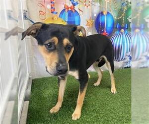 Labrottie Dogs for adoption in Orlando, FL, USA