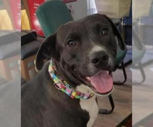 Labrador Retriever-Unknown Mix Dogs for adoption in Elkton, MD, USA