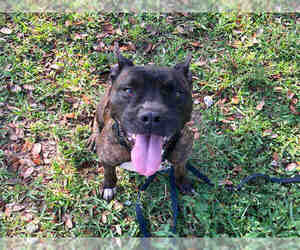 Staffordshire Bull Terrier Dogs for adoption in Fort Lauderdale, FL, USA