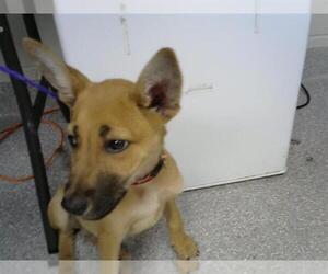 German Shepherd Dog-Unknown Mix Dogs for adoption in Pasadena, TX, USA