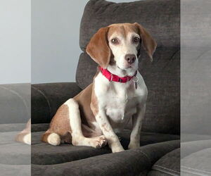 Beagle Dogs for adoption in Dunnellon, FL, USA