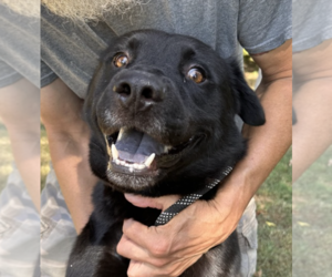 Labrador Retriever-Unknown Mix Dogs for adoption in Thomasville, NC, USA