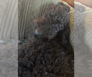 Goldendoodle Dogs for adoption in Maryville, TN, USA