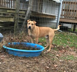 Chinese Shar-Pei-Unknown Mix Dogs for adoption in Union, WV, USA