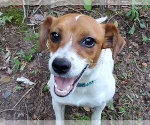 Mutt Dogs for adoption in Charlotte, NC, USA