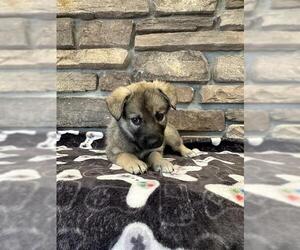 German Shepherd Dog Dogs for adoption in Stockton, CA, USA