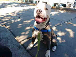 Staffordshire Bull Terrier Dogs for adoption in Alameda, CA, USA