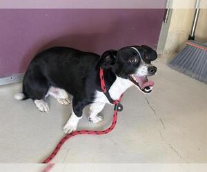 Basset Hound-Unknown Mix Dogs for adoption in Santa Cruz, CA, USA