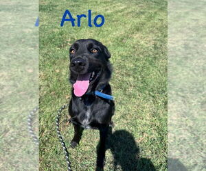 Labrador Retriever-Unknown Mix Dogs for adoption in Cromwell, KY, USA