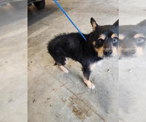 Border Terrier-Unknown Mix Dogs for adoption in Temple, TX, USA