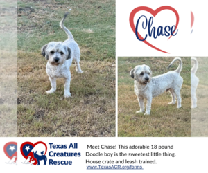 Aussiedoodle Miniature  Dogs for adoption in Lillian, TX, USA