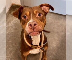 American Pit Bull Terrier-Unknown Mix Dogs for adoption in Tavares, FL, USA