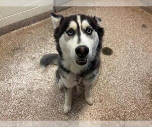 Siberian Husky Dogs for adoption in Pueblo, CO, USA