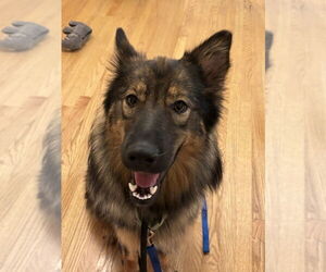 German Shepherd Dog Dogs for adoption in Mt. Airy, MD, USA